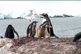 Gentoo Penguins