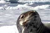 Leopard Seal